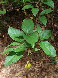 Image result for Mostuea brunonis