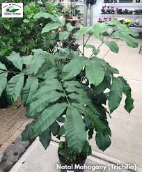 8/8 share damien and jackie of harrison green. Natal Mahogany Trichilia Blue Grass Nursery Sod Garden Centres