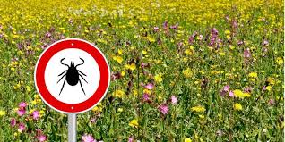 La plus répandue est borrelia burgdorferi, mais il existe un large éventail de la famille des borrelies. Prevention Et Traitement Naturel De La Maladie De Lyme Annuaire Therapeutes