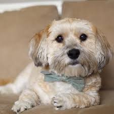 ► havanese rescue ► florida. Adopt Harley In Mi Adoption Pending On Petfinder Rescue Dogs Dogs Havanese Dogs
