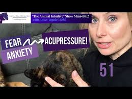 The Animal Intuitive®