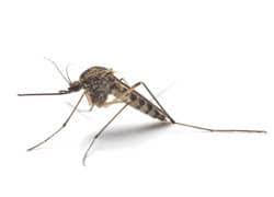 Located in springfield, va, holiday termite & pest control provides quick responses for pest control services throughout northern virginia. American Pest Solutions Pest Control In Western Mass Hartford Ct