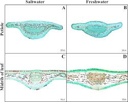 We did not find results for: Comparative Anatomy And Salt Management Of Sonneratia Caseolaris L Engl Lythraceae Grown In Saltwater And Freshwater Peerj