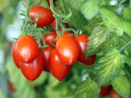 Colorful and flavorful, all the vegetables. Planting Tomato Plants How To Plant Tomatoes