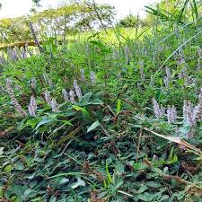 Image result for Platostoma