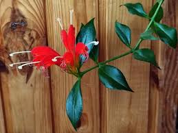 Image result for Saintpauliopsis