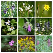 Welche Wildblumen Bluhen Im Mai Wildblumen Pflanzen Blumen