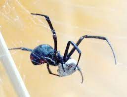 Get facts about the black widow spider (latrodectus mactans) and learn why this venomous spider is not as scary as most people think. Black Widow Spider Facts Lesson For Kids Study Com