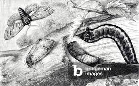 Image result for Cossus cossus