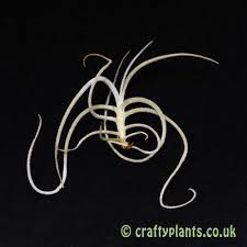 Here are some helpful navigation tips and features. Tillandsia Crocata Copper Penny