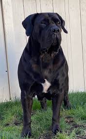 Thêm ảnh của Koa, chó nghiệp vụ giống Boerboel Nam Phi của mình :  r/dogpictures