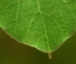 Image result for Cissampelos