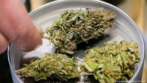 Industrial hemp is used throughout the world for a variety of reasons. Ø±ØºÙ… Ø³Ù…Ø¹ØªÙ‡ Ø§Ù„Ø³ÙŠØ¦Ø© Ù€ Ù‡Ù„ ÙŠØ­Ù…ÙŠ Ø§Ù„Ù‚Ù†Ø¨ Ù…Ù† ÙÙŠØ±ÙˆØ³ ÙƒÙˆØ±ÙˆÙ†Ø§ Ø¹Ù„ÙˆÙ… ÙˆØªÙƒÙ†ÙˆÙ„ÙˆØ¬ÙŠØ§ Ø¢Ø®Ø± Ø§Ù„Ø§ÙƒØªØ´Ø§ÙØ§Øª ÙˆØ§Ù„Ø¯Ø±Ø§Ø³Ø§Øª Ù…Ù† Dw Ø¹Ø±Ø¨ÙŠØ© Dw 12 05 2020