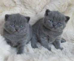 Kittens for sale through our shelters. Germany Ads For Pets Animals 13 Free Classifieds Muamat