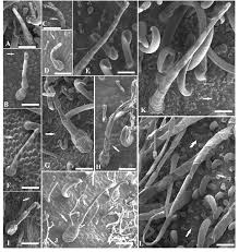 Image result for Desmodium subsecundum