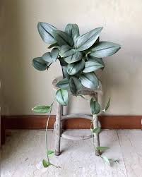 Scindapsus Hanging Plants Plants Indoor Plants