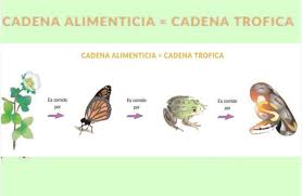 De caleta potter y analizar su estructura. Cadena Alimenticia Y Red Trofica