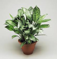 The maidenhair is known for its. These Low Maintenance Plants Will Add Life To Your Apartment Big Leaf Indoor Plant Big Indoor Plants Best Indoor Plants