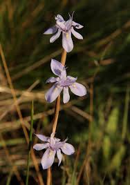 Image result for Moraea stricta