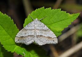 Image result for Mesotype parallelolineata