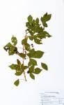 Image result for Allophylus chaunostachys × rubifolius