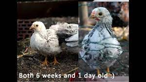 How long do broiler chickens take to grow? From Chick To Hen And Roo Timelapse Chicks Growing Up Youtube