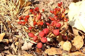 Image result for Lannea edulis