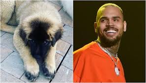 Lil wayne and french montana. Chris Brown Sued By Housekeeper After His Dog Allegedly Attacked Her Sister Newshub