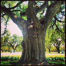 Maybe you would like to learn more about one of these? Famous Bicentennial Tree In Greenwood Cemetery Fort Worth Tx Photo By Tui Snider Tree Greenwood Cemetery Cemeteries