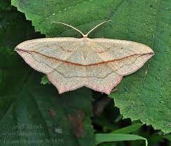 Image result for Timandra comae