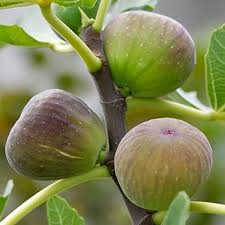 Maybe you would like to learn more about one of these? Landscaping With Fruit Trees Shrubs