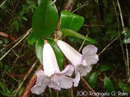 Image result for Bignonia callistegioides
