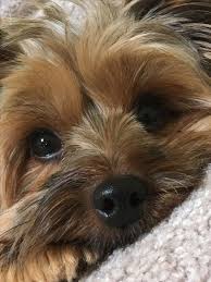 34b5a125354dd796e014eb9780031385 Jpg 736 981 Pixels Yorkshire Terrier Puppies Yorkshire Terrier Yorkshire Terrier Dog