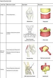 Types Of Joints Anatomy And Physiology Joints Anatomy Medical Anatomy