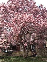 From march to april, the saucer magnolia is covered with a multitude of large flowers in the shape of a pink the flowering of the saucer magnolia appears before the leaves, the spectacle is magnificent. 23 Magnolia Trees Ideas Magnolia Trees Magnolia Planting Flowers