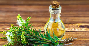 Arbre à thé : 6 manières d'utiliser l'huile essentielle au quotidien