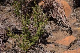 Image result for Myrothamnaceae