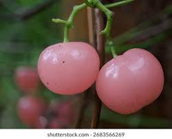 Image result for Cayratia gracilis