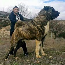 Capar Of Cardak Anatolian Shepherd Dog Kangal Dog Huge Dogs Giant Dogs