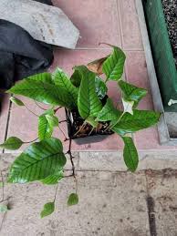 Image result for Pyrrosia schimperiana