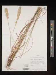 Image result for Eragrostis chapelieri