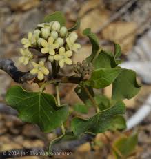 Image result for Secamone