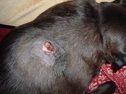 Are black widow spider bites fatal? My Dog Got Bit By A Spider What Should I Do Symptoms And Treatment