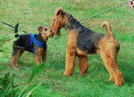 Some helpful tips for raising your airedale terrier puppy 17. Airedale Puppies For Sale Online Shopping Mall Find The Best Prices And Places To Buy