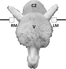 Brainstem auditory evoked responses and bone conduction assessment in  alpacas