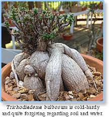 Image result for Trochomeria hookeri
