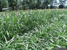 Image result for Cenchrus americanus