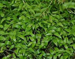 Image result for Asparagus asparagoides