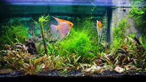 We did not find results for: Can I Use Ocean Water In My Marine Aquarium