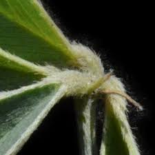 Image result for Tephrosia lupinifolia